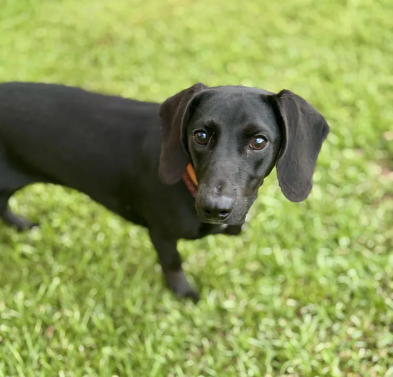 A young small-sized female Black Dachshund dog named Phoenix for adoption in Lucedale, MS