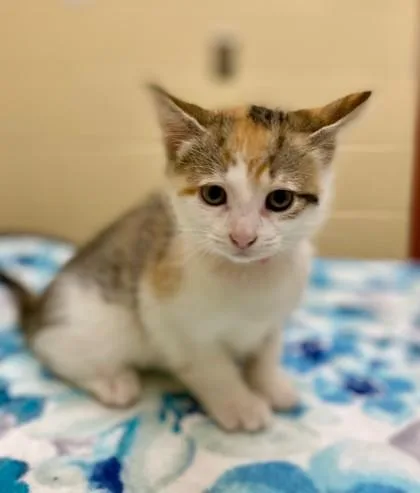 A baby small-sized female Domestic Short Hair cat named Milk and Cookies for adoption in Westland, MI