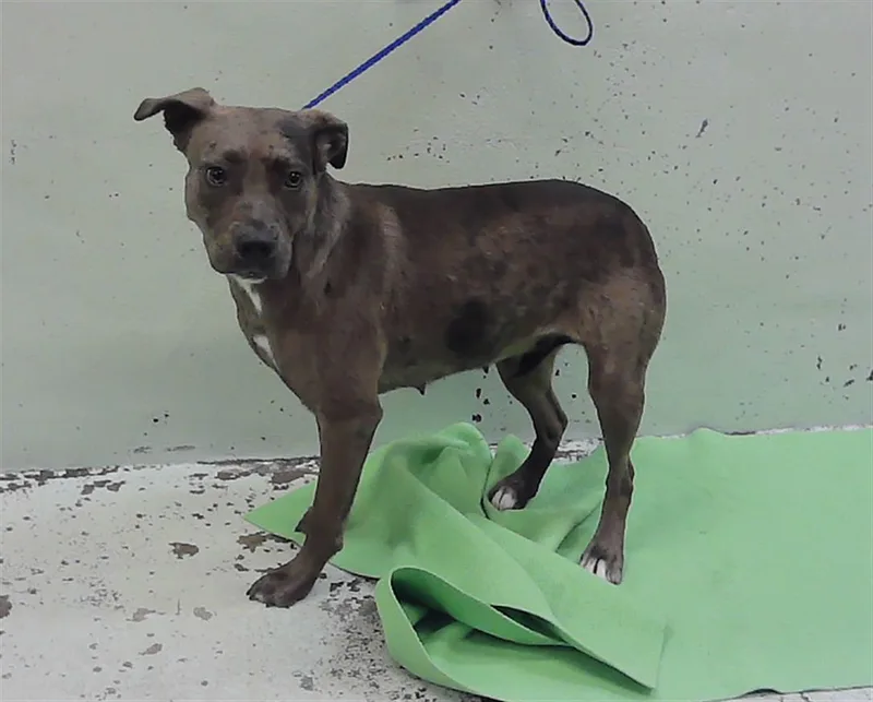 A young medium-sized female German Shepherd Dog dog named A for adoption in Houston, TX