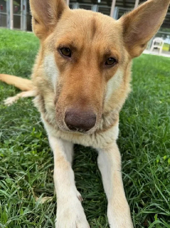 An adult large-sized female Shepherd dog named Lucy for adoption in Aurora, IL