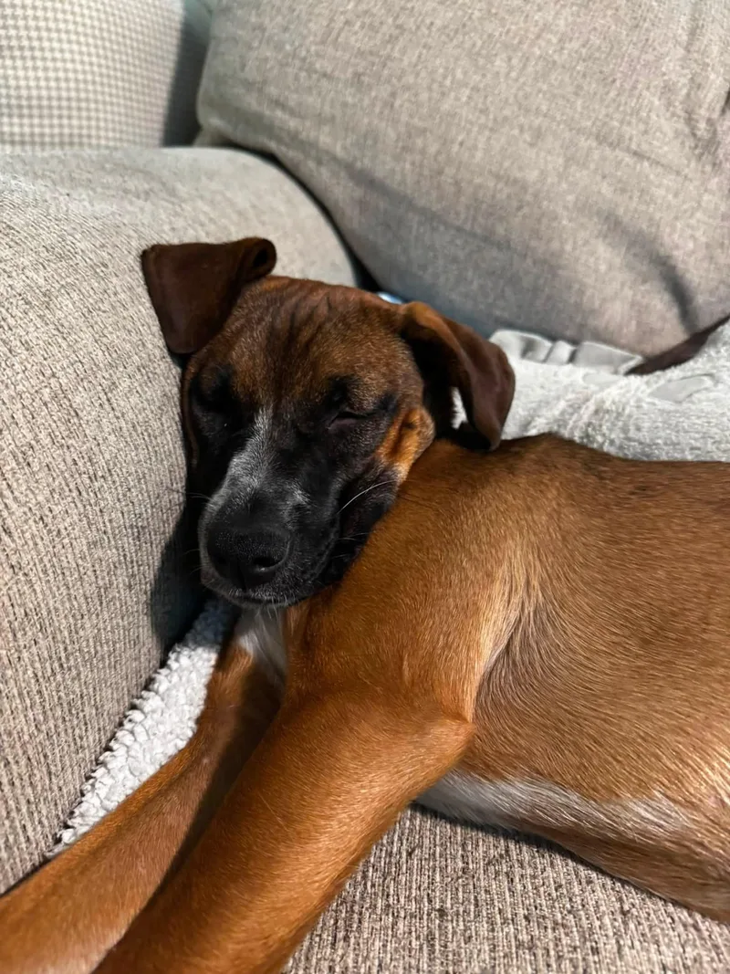 A baby medium-sized female Boxer dog named Ava for adoption in Pembroke, MA