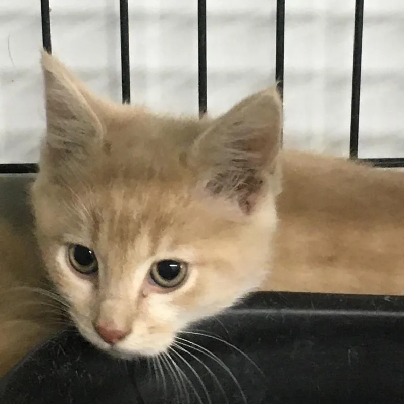 A baby small-sized female Domestic Short Hair cat named Root Beer Float for adoption in Corbin, KY