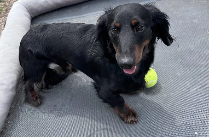 An adult small-sized male Bicolor Dachshund (Long Haired) dog named Thor for adoption in Yorkville, IL