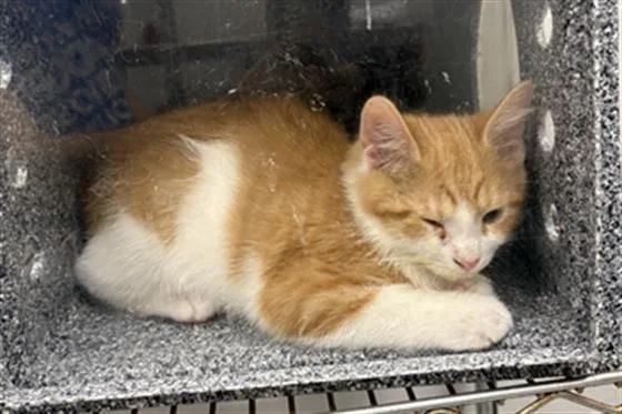 A baby small-sized male Domestic Short Hair cat named Tigra for adoption in Indianapolis, IN