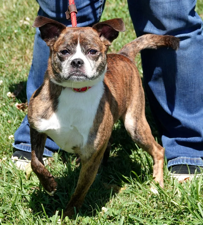 An adult small-sized male Brindle Boston Terrier dog named Otis for adoption in Millfield, OH
