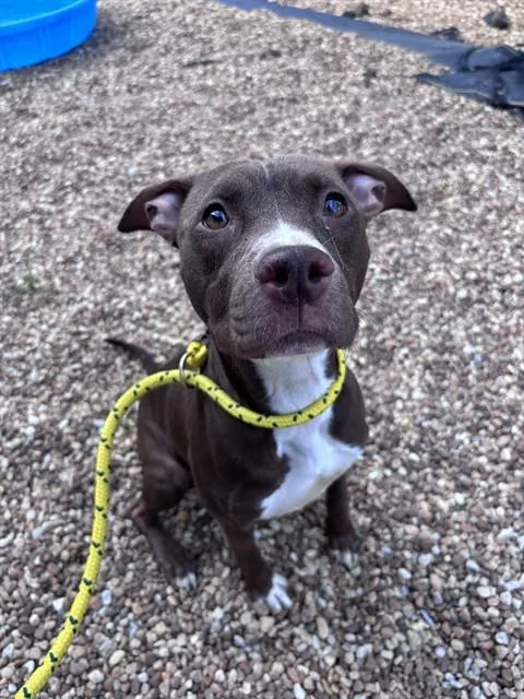 An adult medium-sized female Mixed Breed dog named Tail Or Swift for adoption in Jacksonville, FL