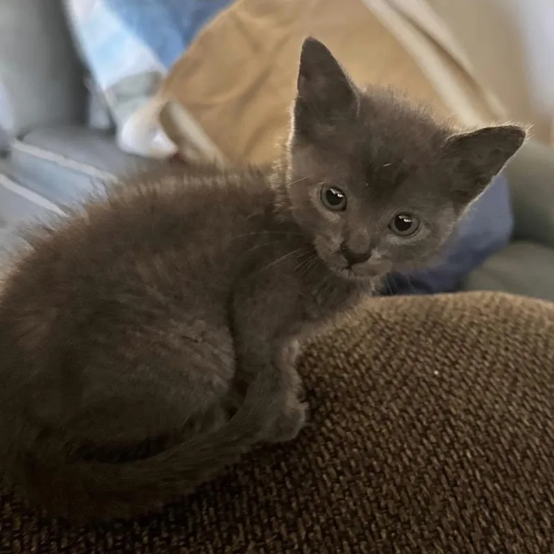 A baby small-sized female Gray / Blue / Silver Domestic Short Hair cat named Cheerios for adoption in Freeport, FL