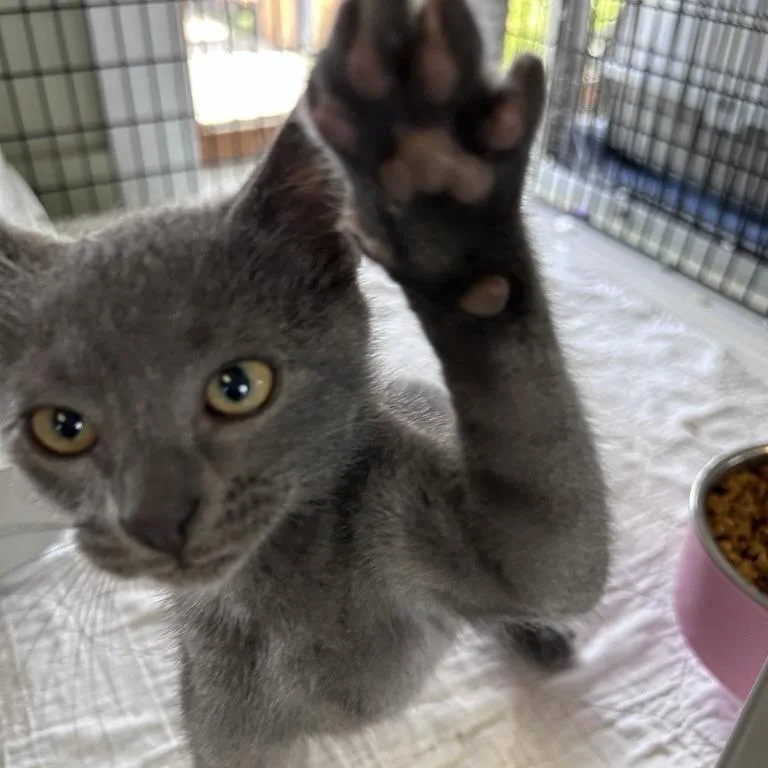 Cheerios thumbnail 3