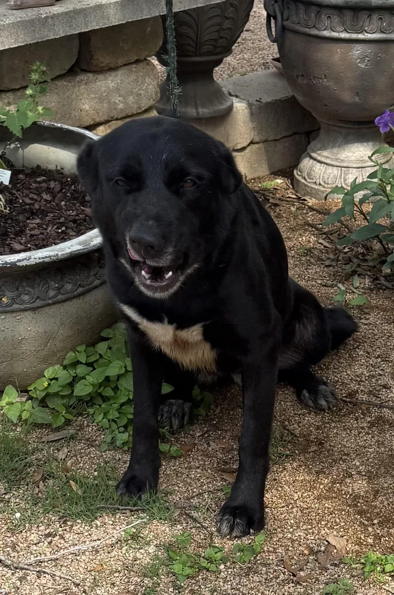 An adult large-sized female Black Labrador Retriever dog named Betsy for adoption in Brookeville, MD