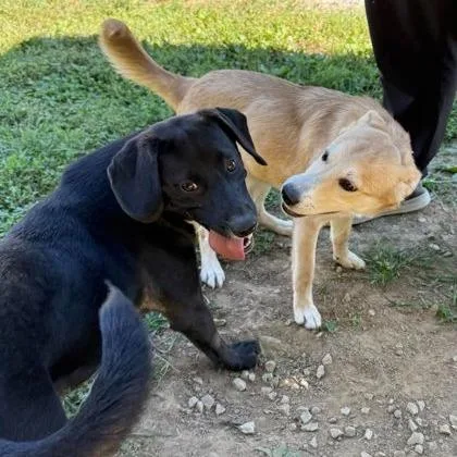 A young medium-sized female Mixed Breed dog named Blondie for adoption in Erie, PA