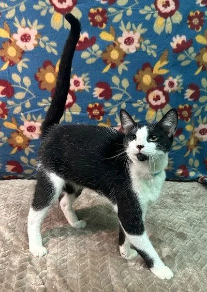 An adult medium-sized male Black & White / Tuxedo Domestic Short Hair cat named Kramer for adoption in Wetumpka, AL