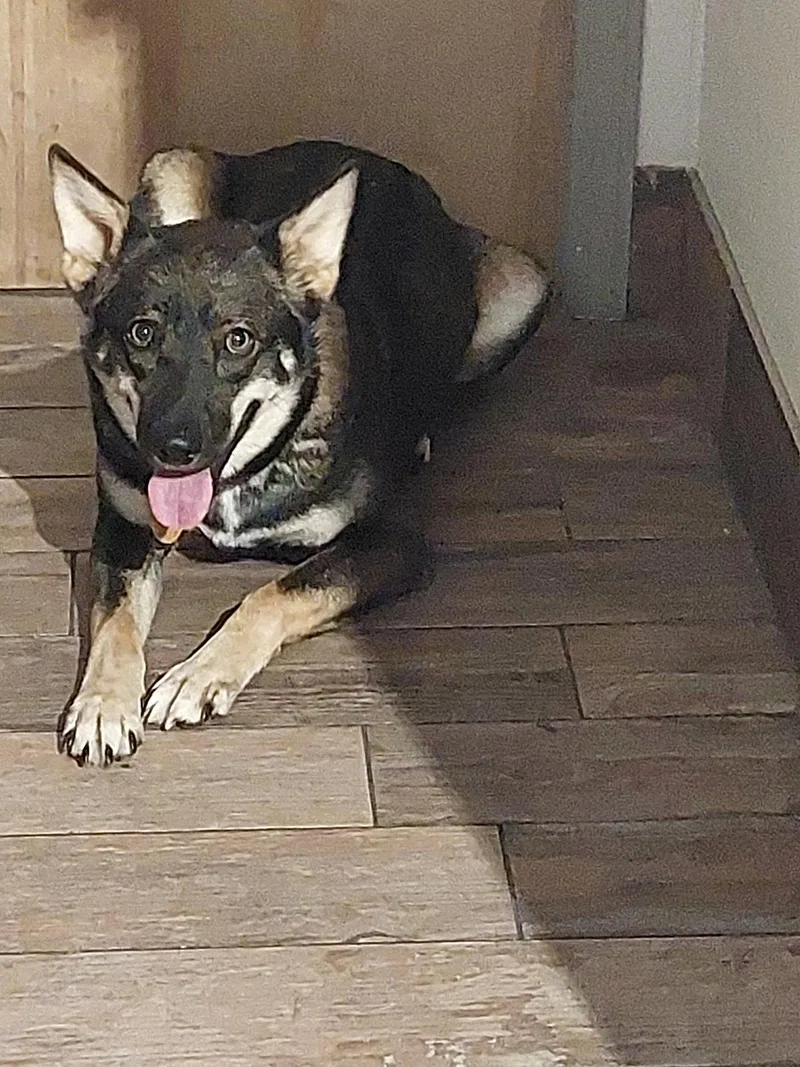 An adult medium-sized female Shepherd dog named Faith for adoption in Sanford, FL