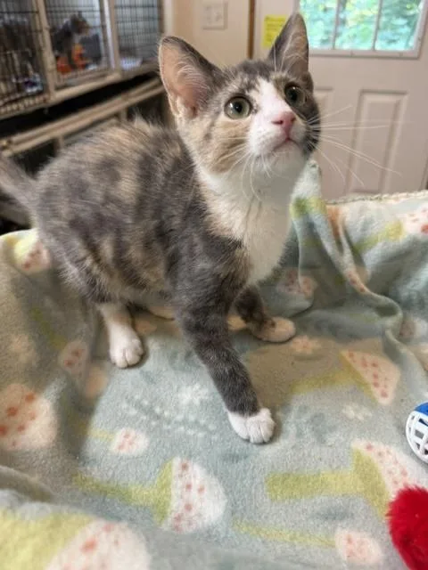 A baby medium-sized female Dilute Calico Domestic Short Hair cat named Sasha for adoption in Millerstown, PA