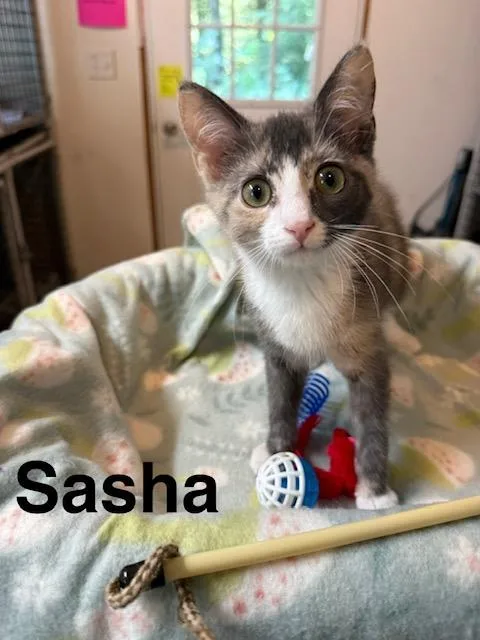 Sasha thumbnail 4