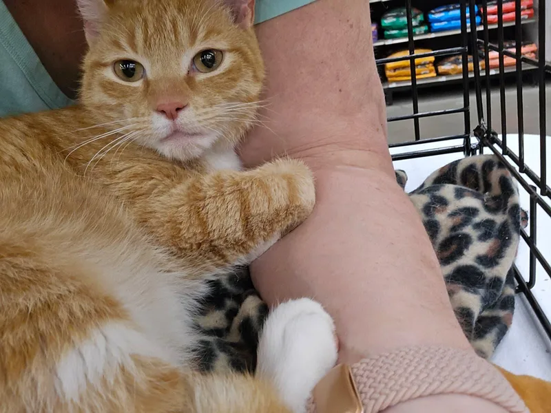 Butterscotch thumbnail 2