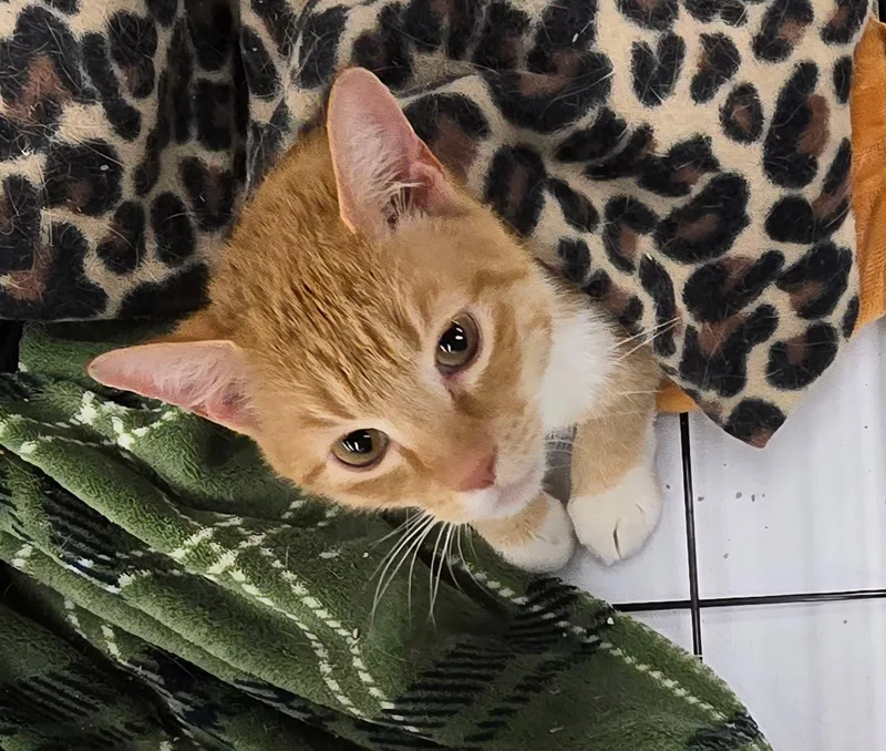 Butterscotch thumbnail 3