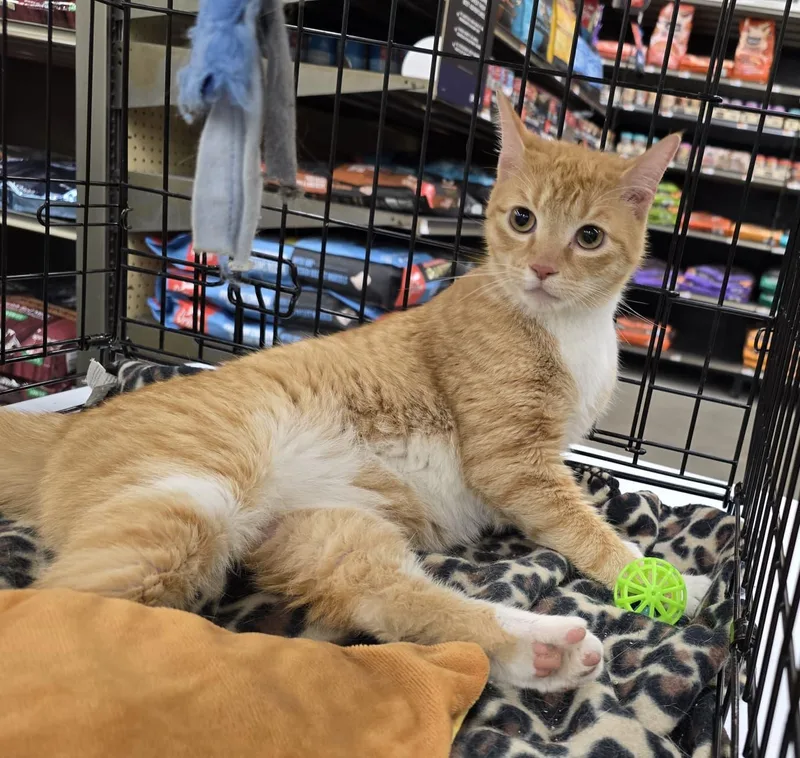 Butterscotch thumbnail 4