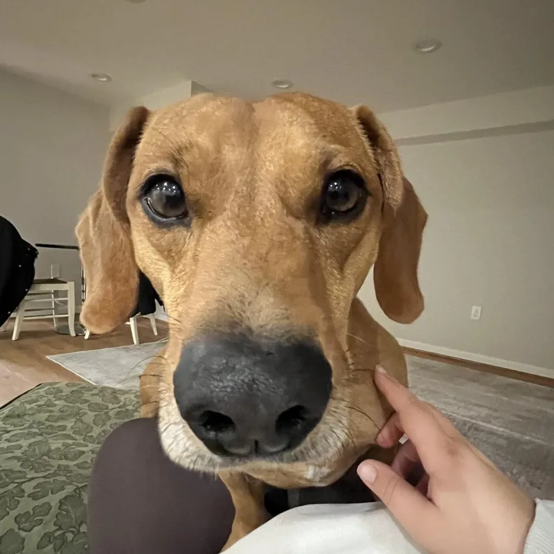 Oskar The Ween thumbnail 3