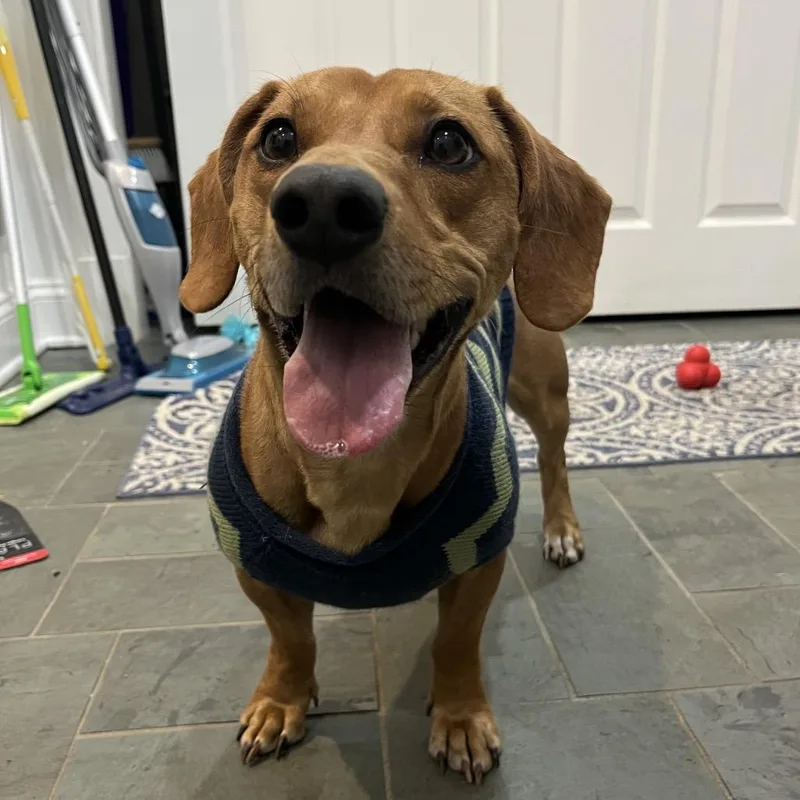 Oskar The Ween thumbnail 4