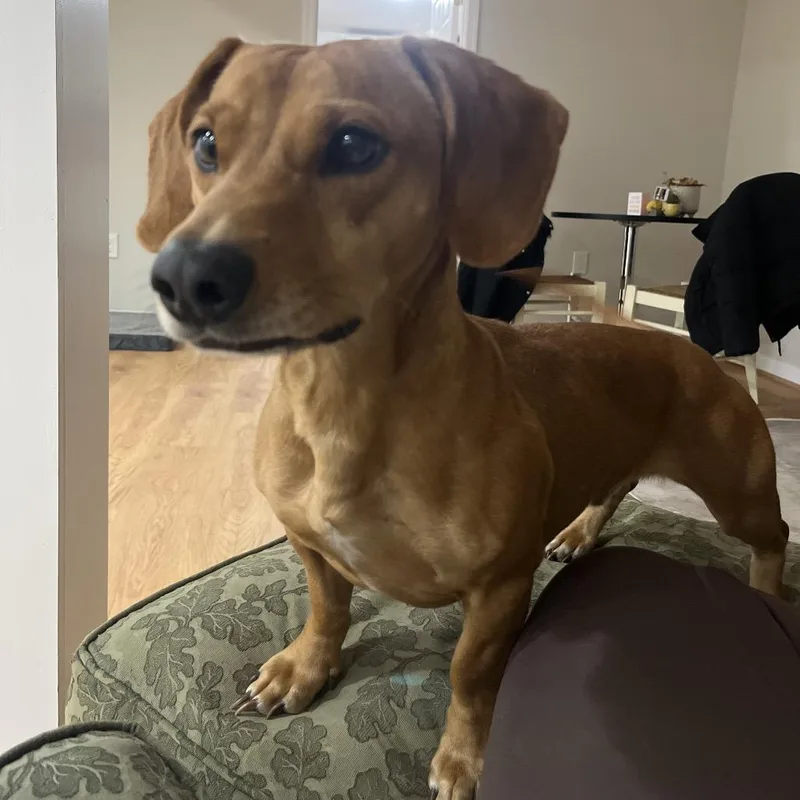 Oskar The Ween thumbnail 6