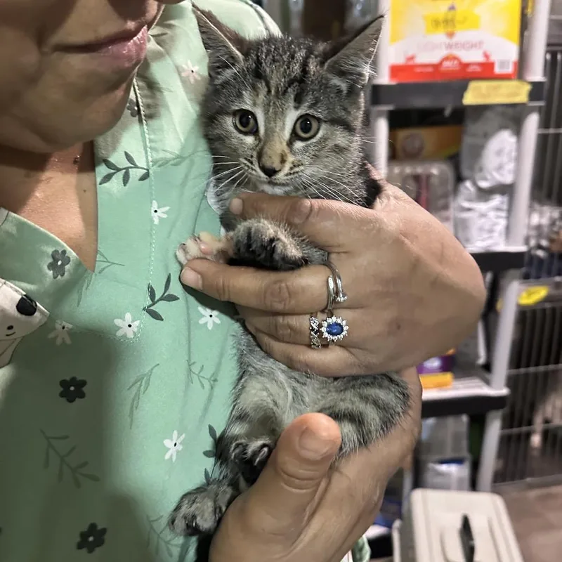 A baby small-sized female Brown / Chocolate Domestic Short Hair cat named Yoda for adoption in Tampa, FL