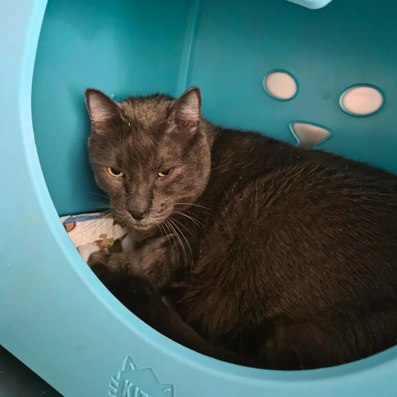 An adult extra large-sized male Gray / Blue / Silver Russian Blue cat named Percy for adoption in Spokane, WA
