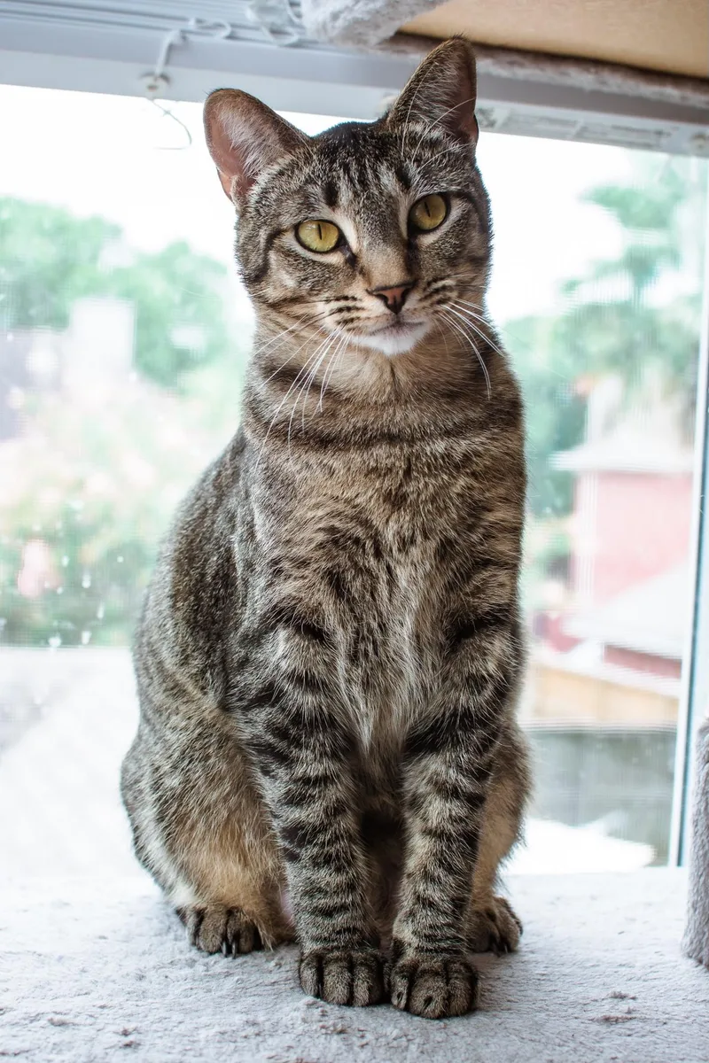 An adult large-sized female Tabby (Brown / Chocolate) Tabby cat named Belle for adoption in Houston, TX