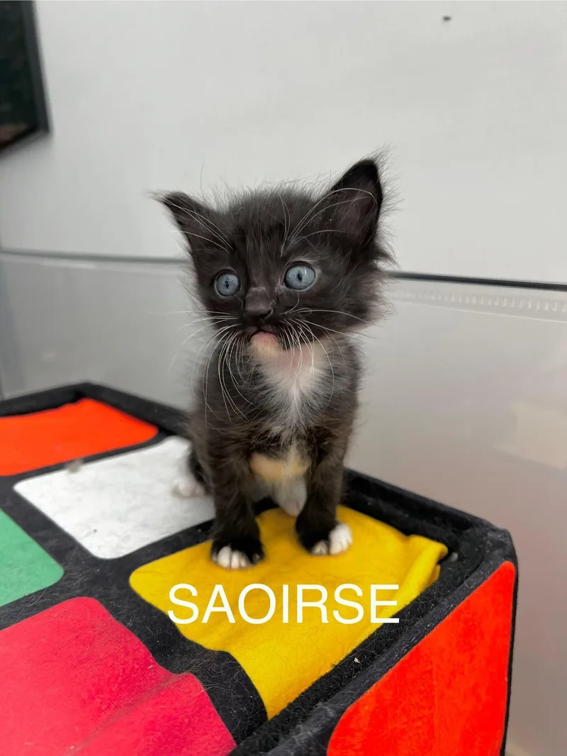Saoirse