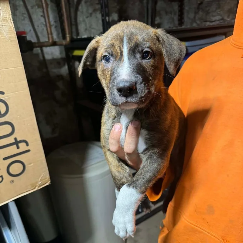 A baby medium-sized male Brown / Chocolate Mixed Breed dog named Richard for adoption in DeKalb, IL