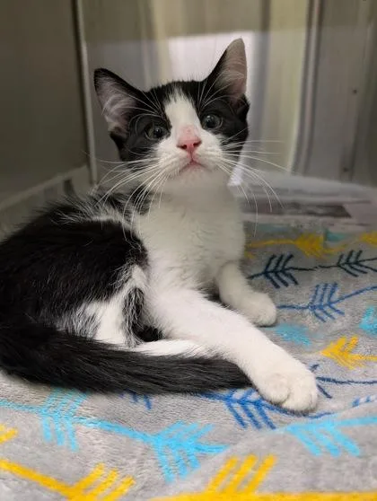 An adult small-sized male Domestic Short Hair cat named Sesame Seed for adoption in Mansfield, TX