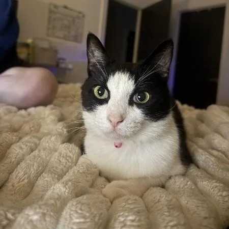 An adult medium-sized female Domestic Short Hair cat named Pebbles for adoption in Wilmington, NC