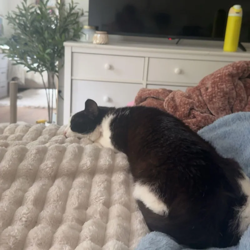 Pebbles thumbnail 2
