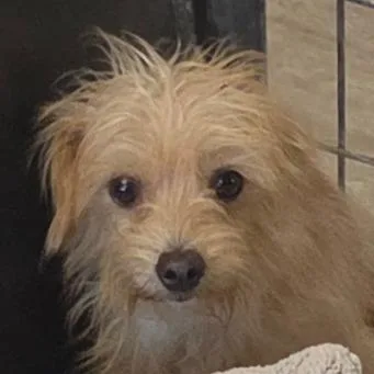 An adult small-sized male Yellow / Tan / Blond / Fawn Mixed Breed dog named Gerald for adoption in Leander, TX