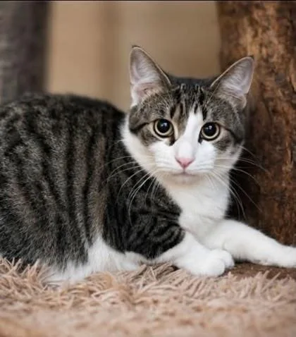 A young small-sized male Domestic Short Hair cat named Figment for adoption in River Ridge, LA