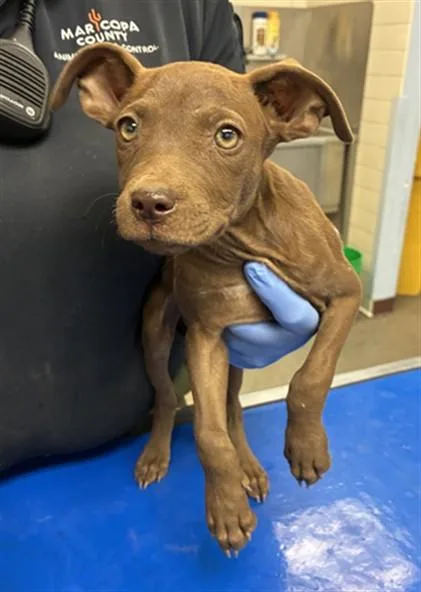 A baby small-sized female Pit Bull Terrier dog named Hibiscus for adoption in Phoenix, AZ