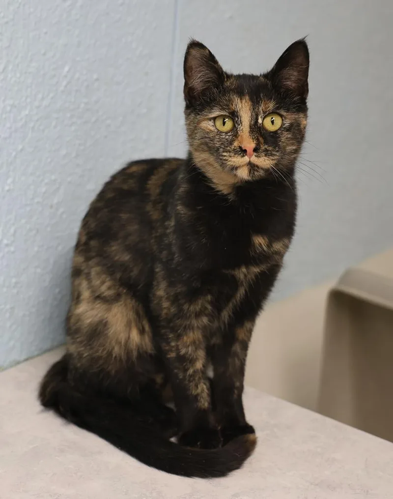 Marigold thumbnail 2