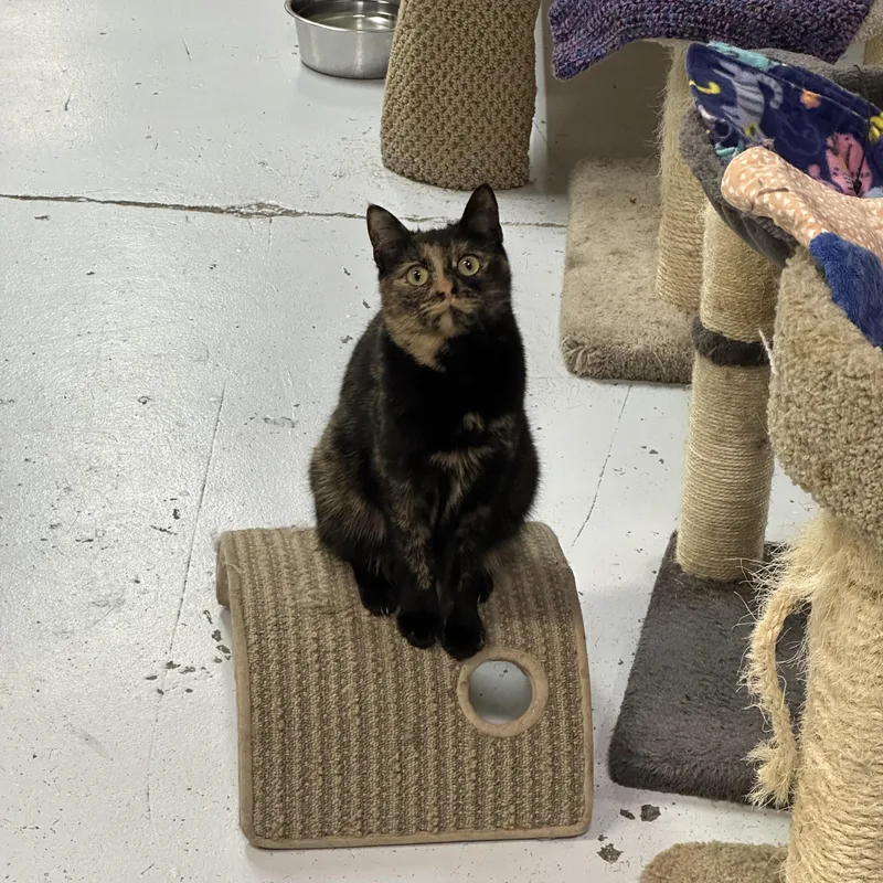 Marigold thumbnail 3