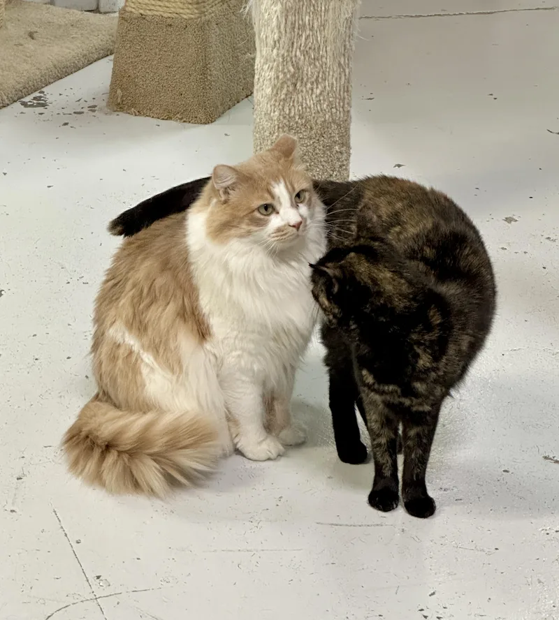 Marigold thumbnail 4