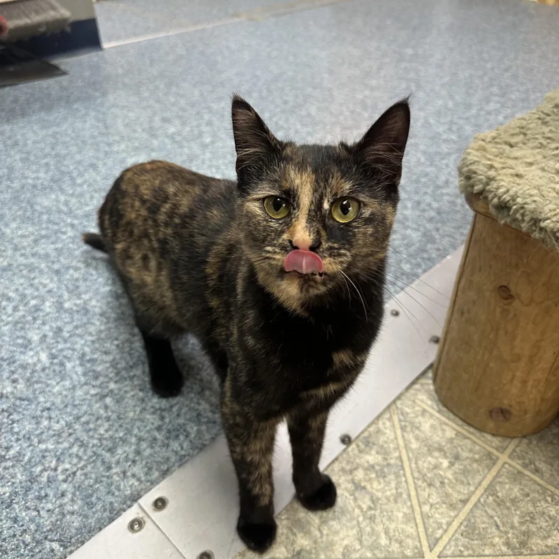 Marigold thumbnail 5