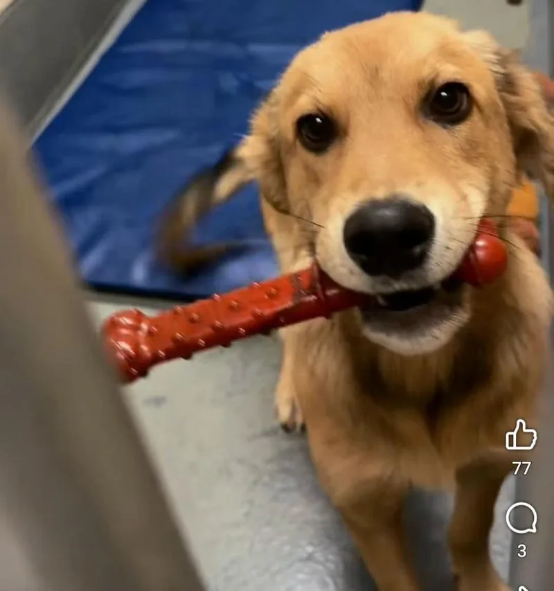 A young medium-sized male Golden Retriever dog named Toast for adoption in Statesville, NC