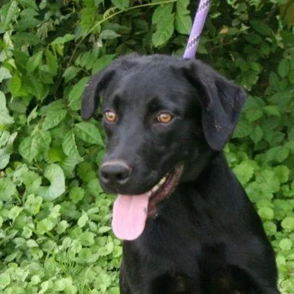 A young medium-sized female Labrador Retriever dog named Lola for adoption in Westland, MI