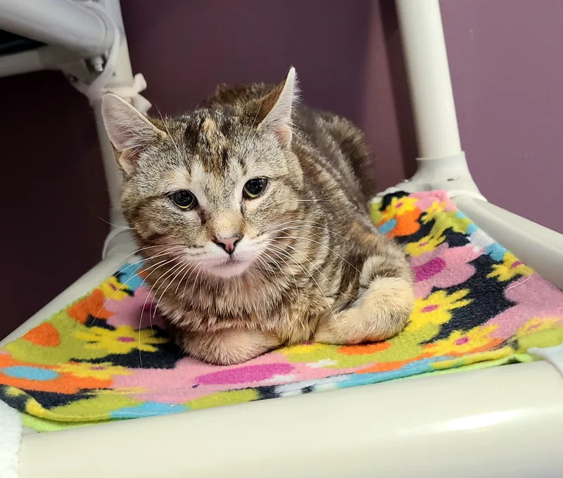 An adult medium-sized male Domestic Short Hair cat named Nimbus  Skye & for adoption in Kirkland, WA