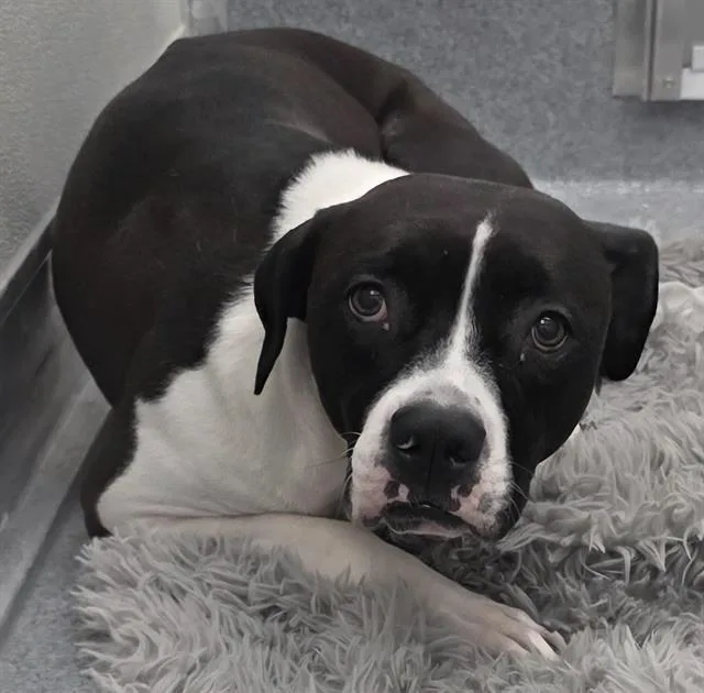 A young small-sized female Pit Bull Terrier dog named Sumo for adoption in Indianapolis, IN