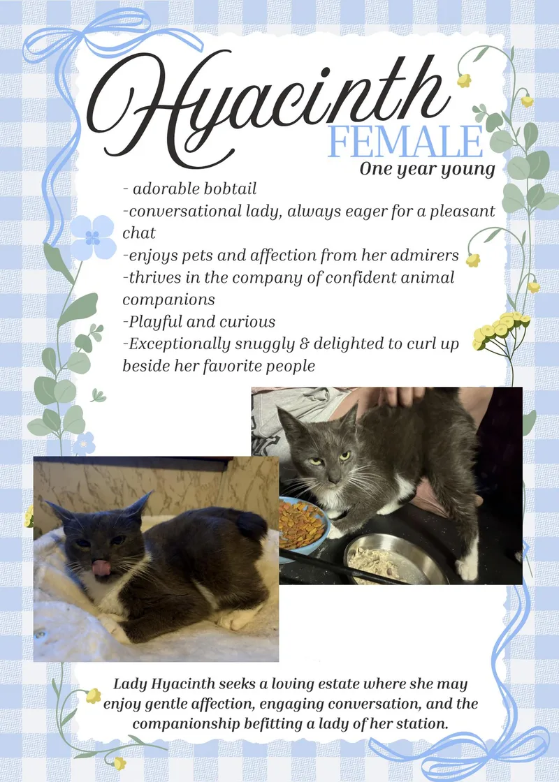 An adult small-sized female Gray & White Domestic Short Hair cat named Hyacinth for adoption in Lewistown, PA