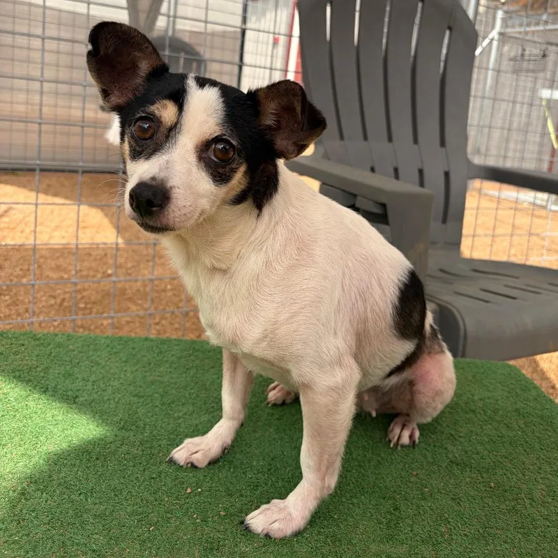 A senior small-sized female White / Cream Rat Terrier dog named Eleanor KCAC . for adoption in Kerrville, TX
