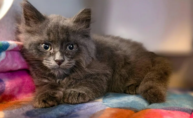 A baby medium-sized male Gray / Blue / Silver Domestic Long Hair cat named Nemo for adoption in Sterling Heights, MI