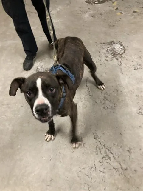 A young large-sized male Boxer dog named Colt for adoption in Camarillo, CA