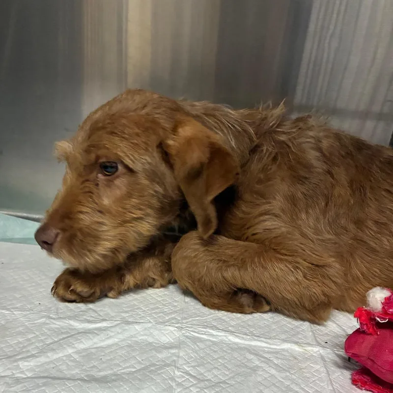 A young medium-sized male Red / Chestnut / Orange Poodle dog named Ct Fiat for adoption in Stormville, NY