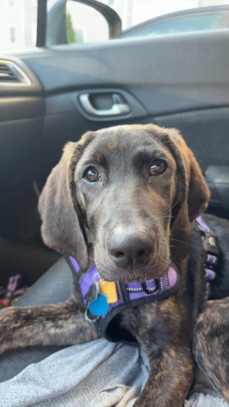 Mocha Josie Juniper 