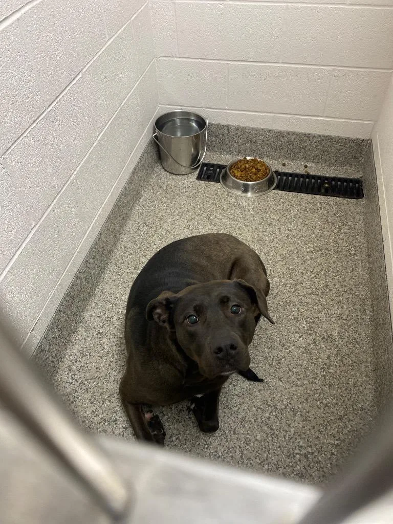 A young medium-sized female Terrier dog named Guava for adoption in Van Wert, OH